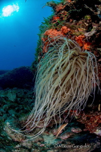 Anemonia sulcata
 by Marco Gargiulo 